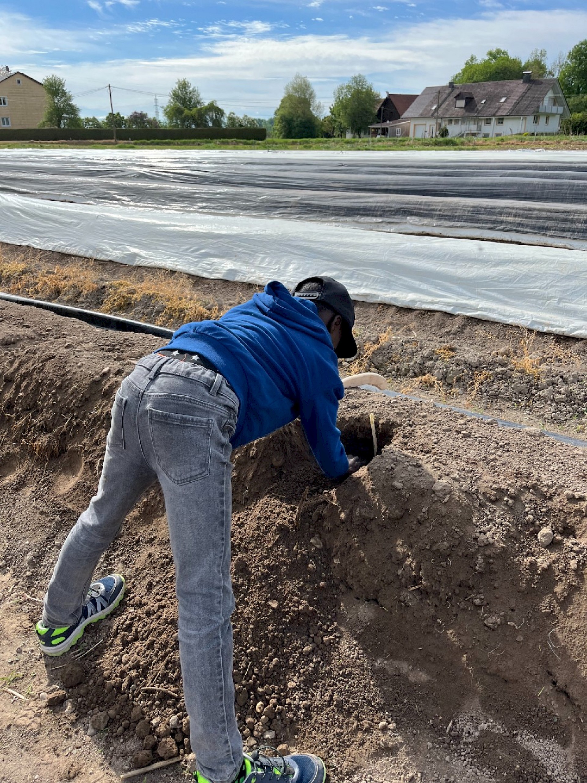 Spargelstechen auf dem Erlebnisbauernhof